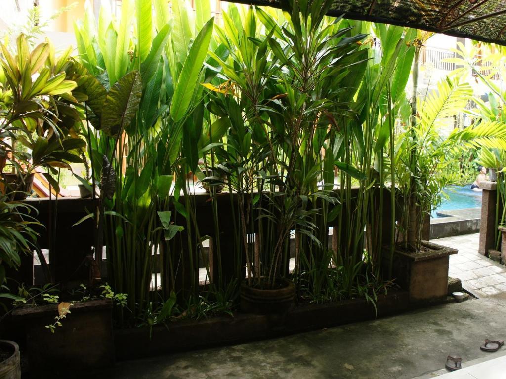 Waringin Homestay Kuta Lombok Exteriér fotografie